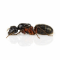 Preview: Camponotus herculeanus (Schwarze Rossameise)